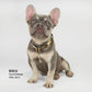 Bealls the French Bulldog wearing the Off the Chain Deluxe Pet Collar in size Small.