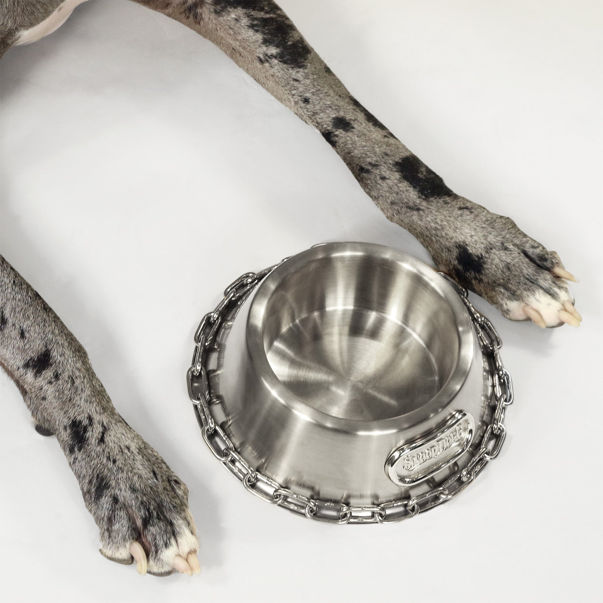 Overhead shot of the Large Deluxe Silver Pet Bowl in between the paws of Rookie the Great Dane.
