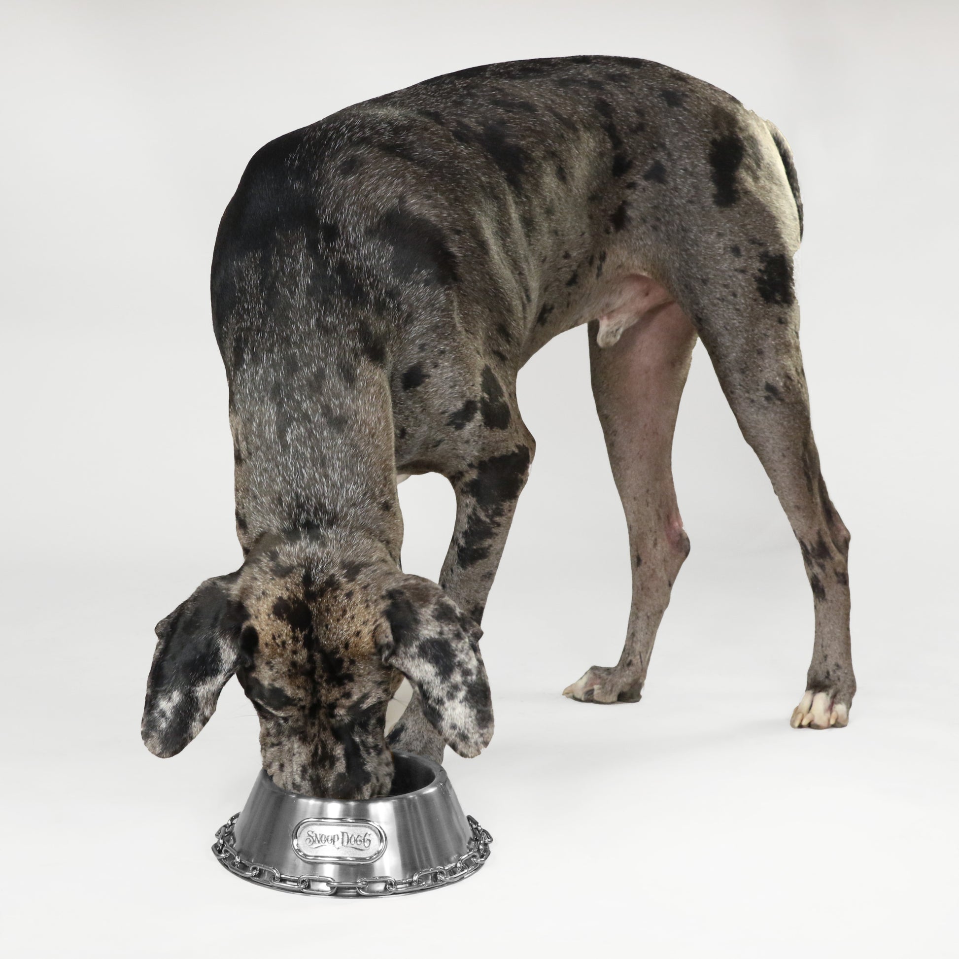 Rookie the Great Dane eating out of the Large Deluxe Silver Pet Bowl.