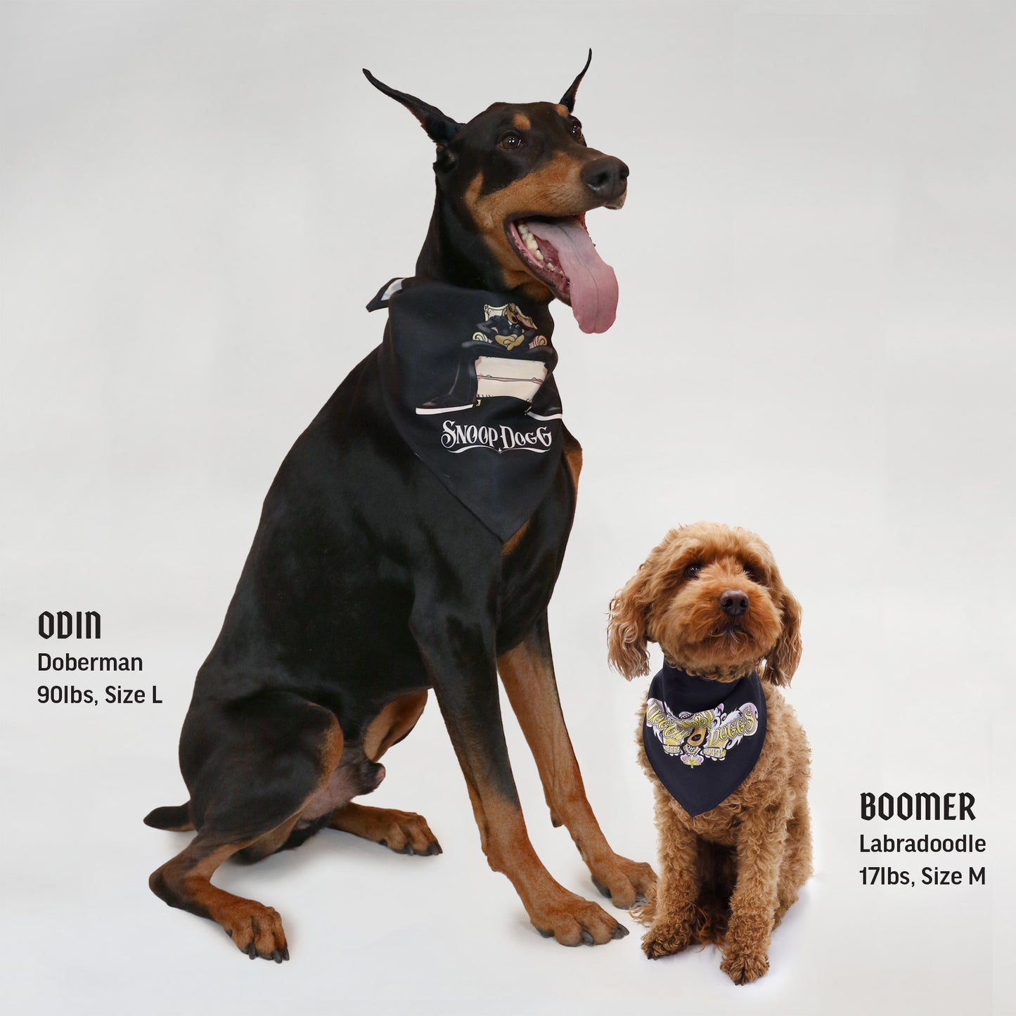 Basic Pet Bandanda Set of 2 shown in Size Large on Odin the Doberman and in Size Medium on Boomer the Labradoodle.