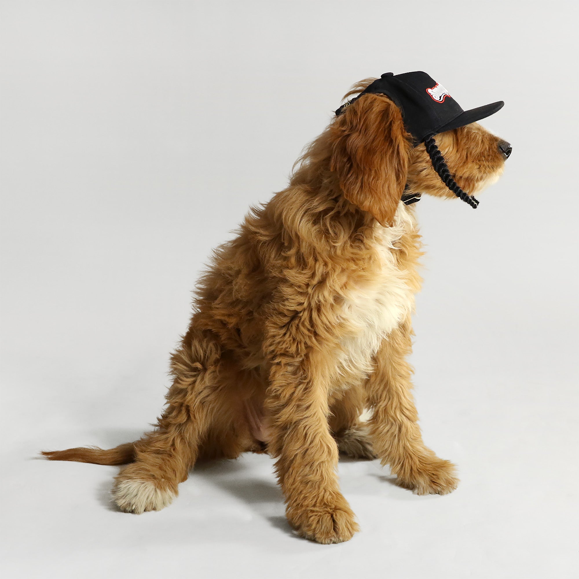 Dog baseball outlet hat