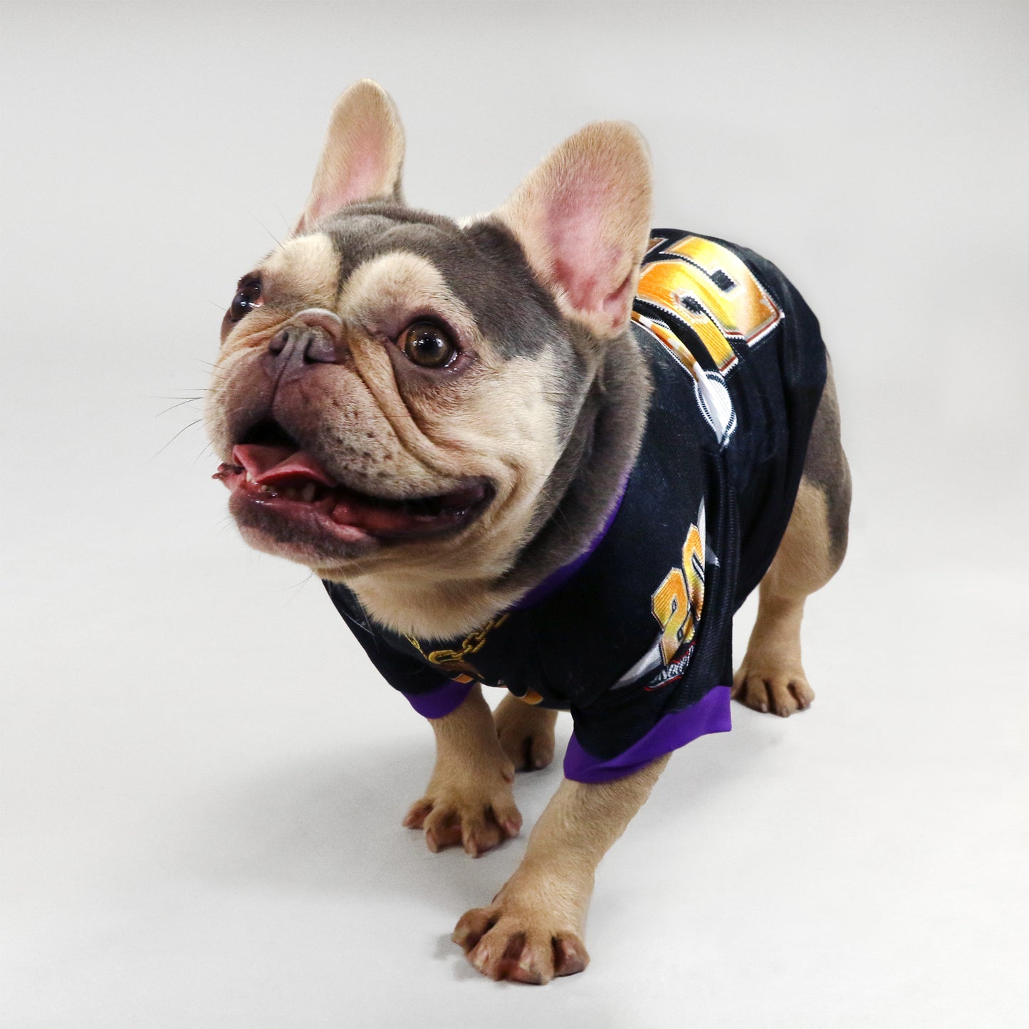 Chunky Monkey the French Bulldog wearing the Off The Chain Deluxe Pet Jersey in size Medium.