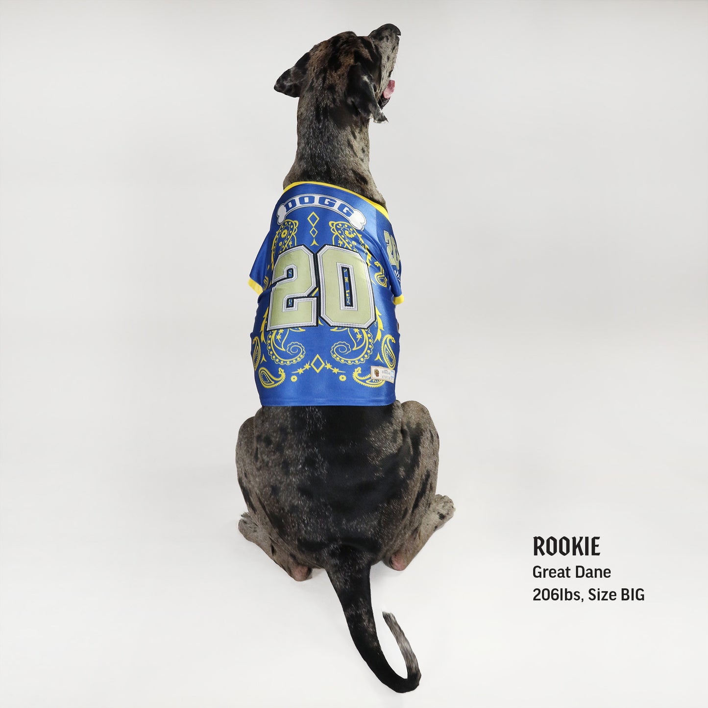 Rookie the Great Dane wearing the Halftime Deluxe Pet Jersey in size Big.