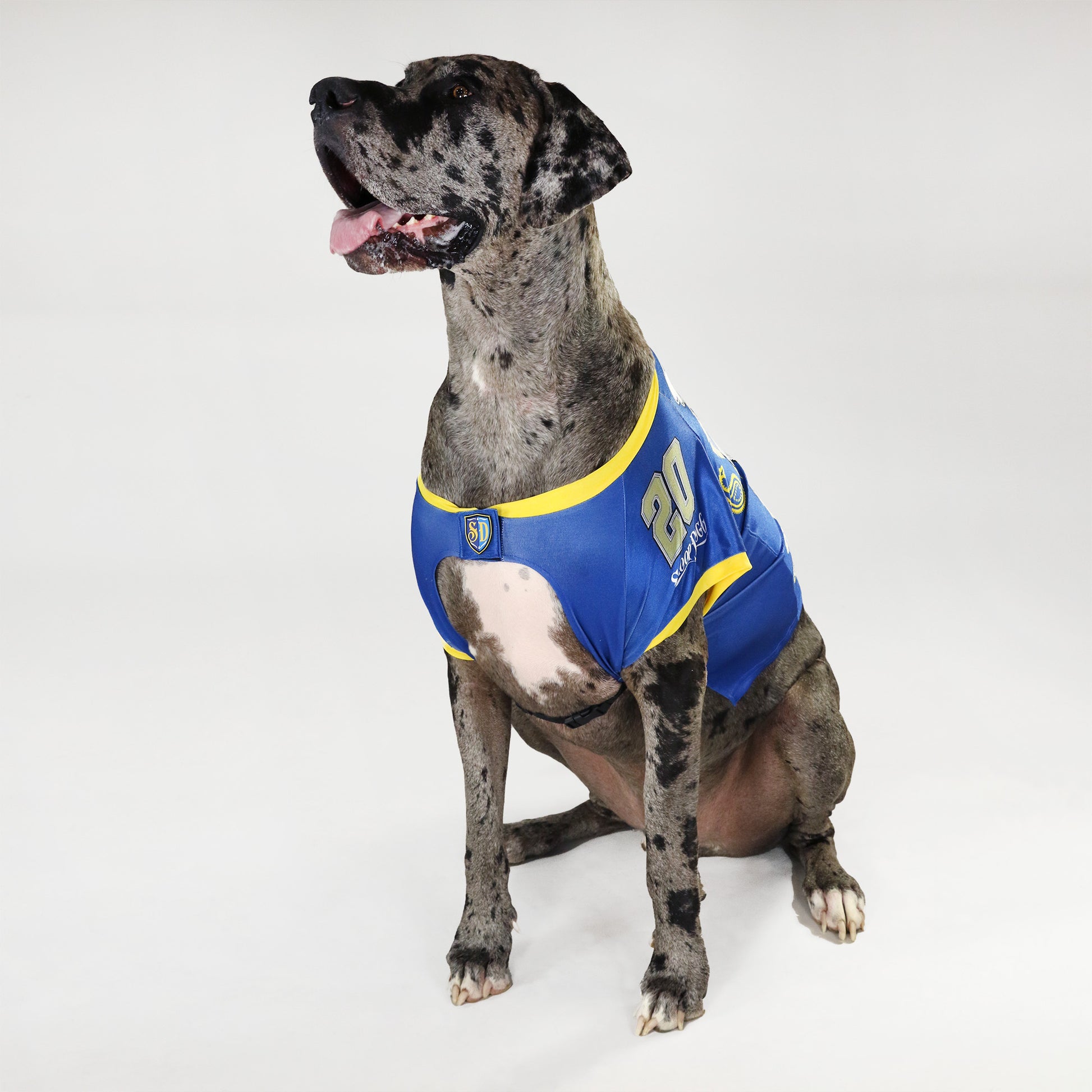 Rookie the Great Dane wearing the Halftime Deluxe Pet Jersey in size Big.