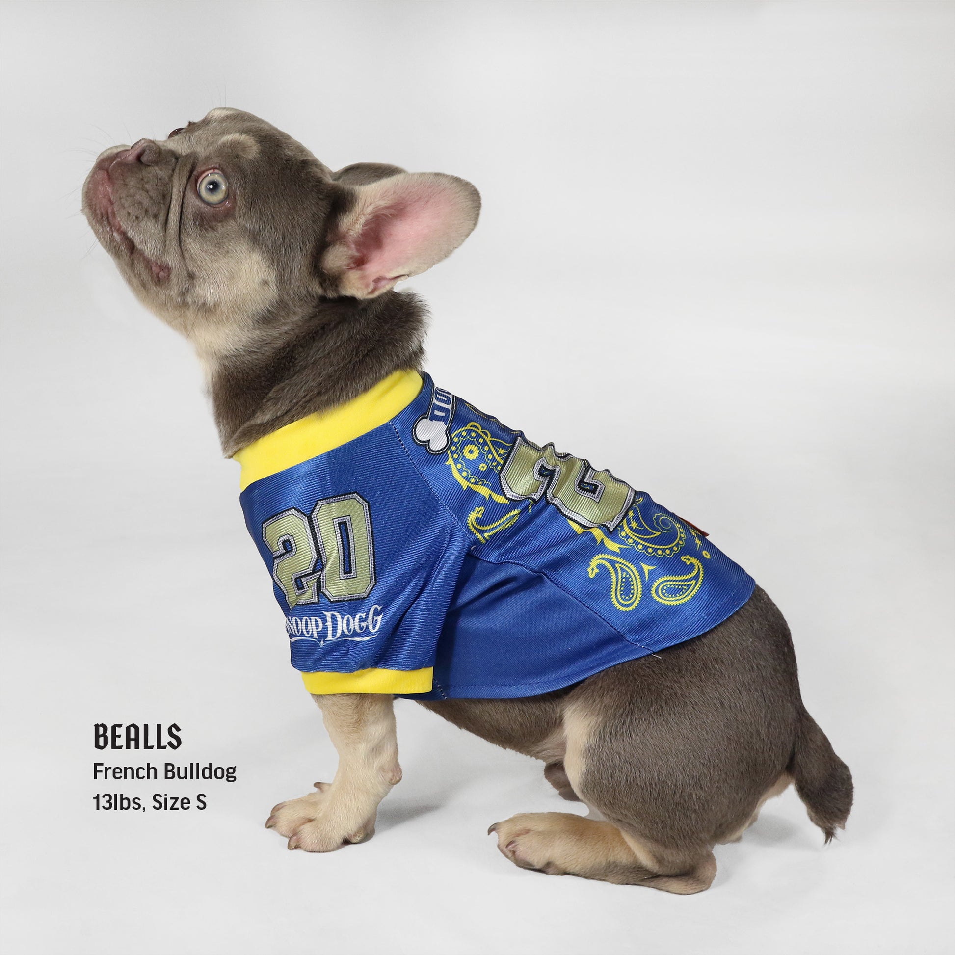 Bealls the French Bulldog wearing the Halftime Deluxe Pet Jersey in size Small.