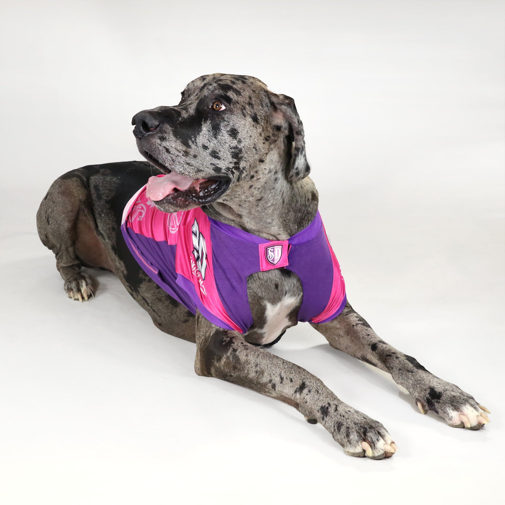 Rookie the Great Dane wearing the Boss Lady Deluxe Pet Jersey in size Big.