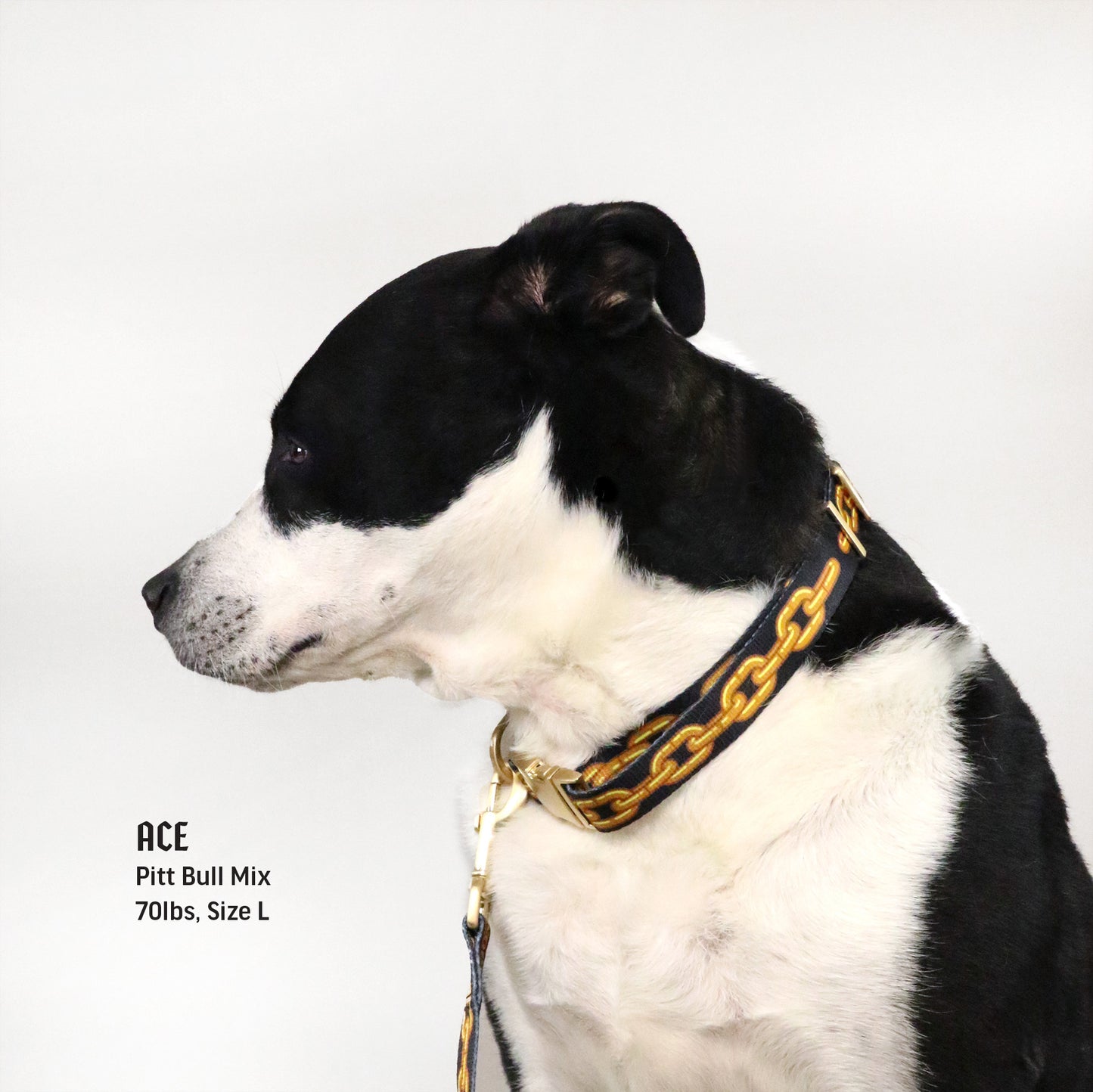 Ace the Pitt Bull Mix wearing the Off the Chain Deluxe Pet Collar in size Large.