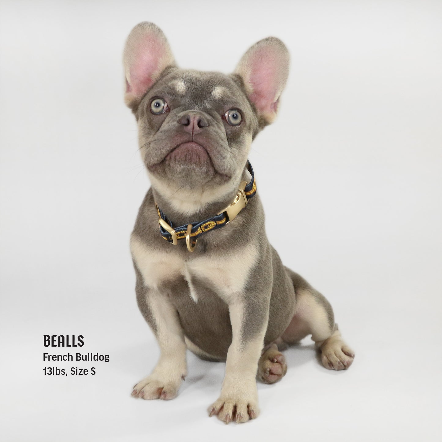 Bealls the French Bulldog wearing the Off the Chain Deluxe Pet Collar in size Small.