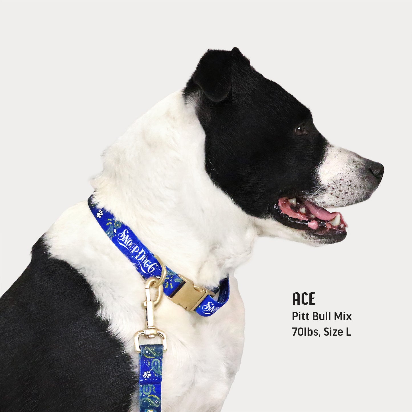 Ace the Pitt Bull Mix wearing the Halftime Deluxe Pet Collar in size Large.