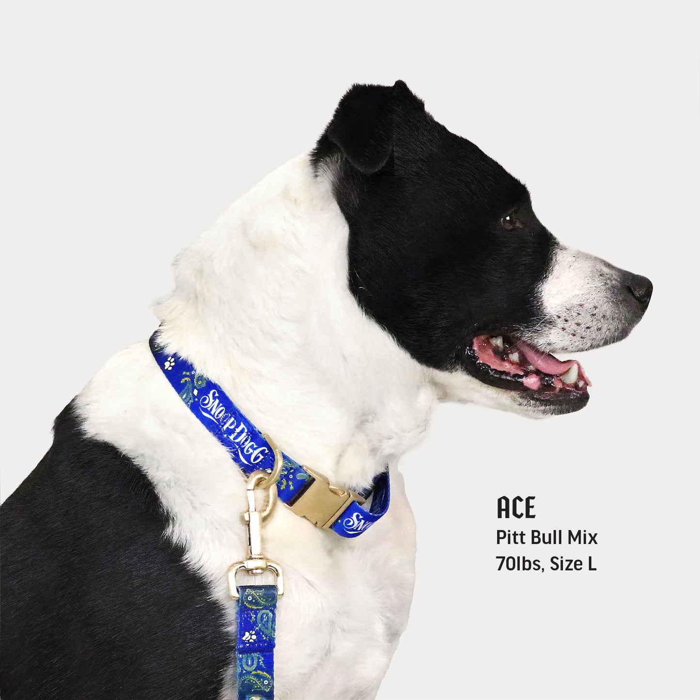 dog collar with name