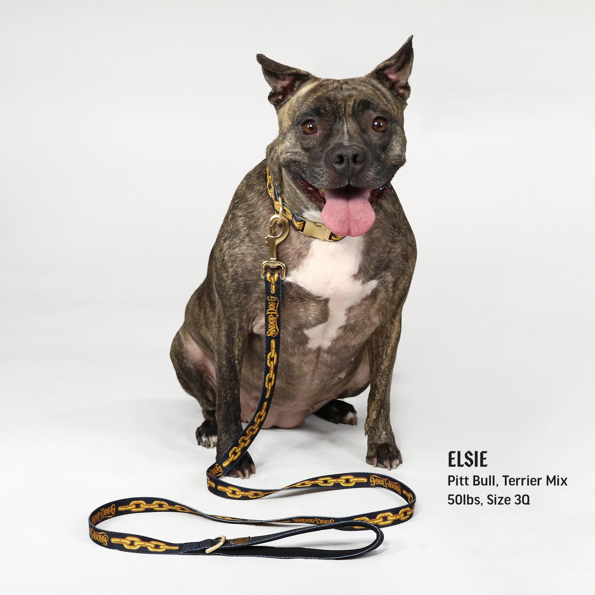 Elsie the Pitt Bull, Terrier Mix wearing the Off The Chain Deluxe Pet Lead in size 3Q.