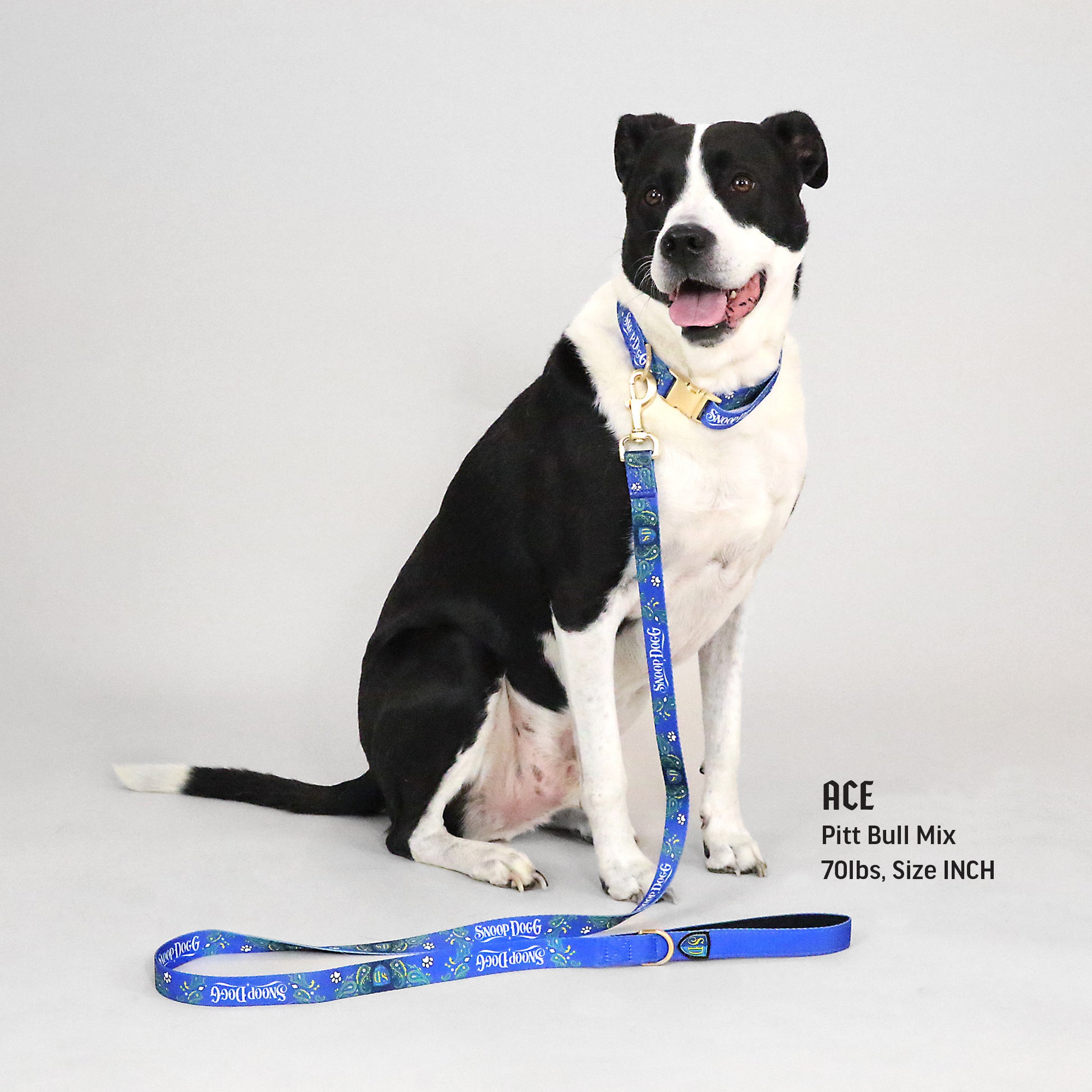 Ace the Pitt Bull Mix wearing the Halftime Deluxe Pet Lead in size INCH.