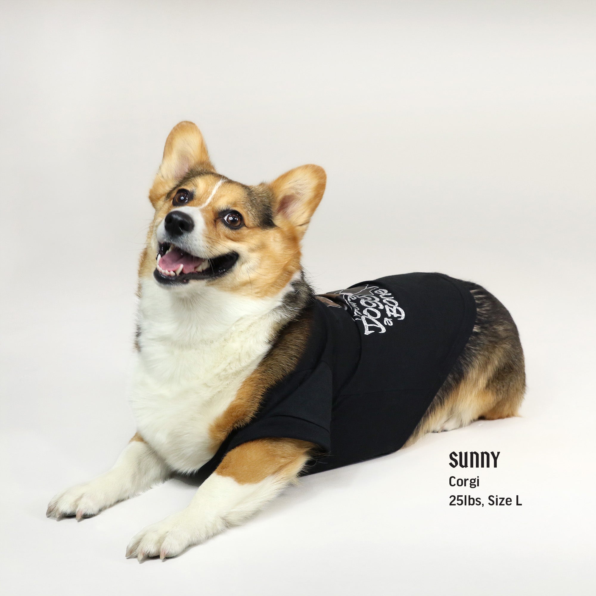 Corgi on sale in clothes