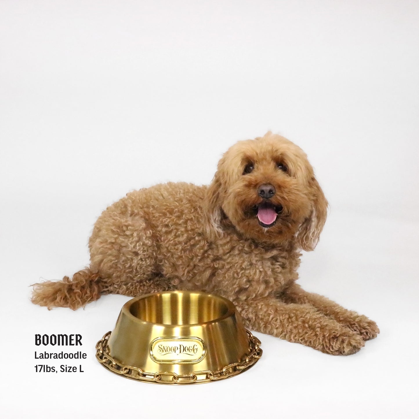 Boomer the Labradoodle laying next to the Large Deluxe Gold Pet Bowl.