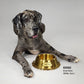 Rookie the Great Dane laying next to the Large Deluxe Gold Pet Bowl.