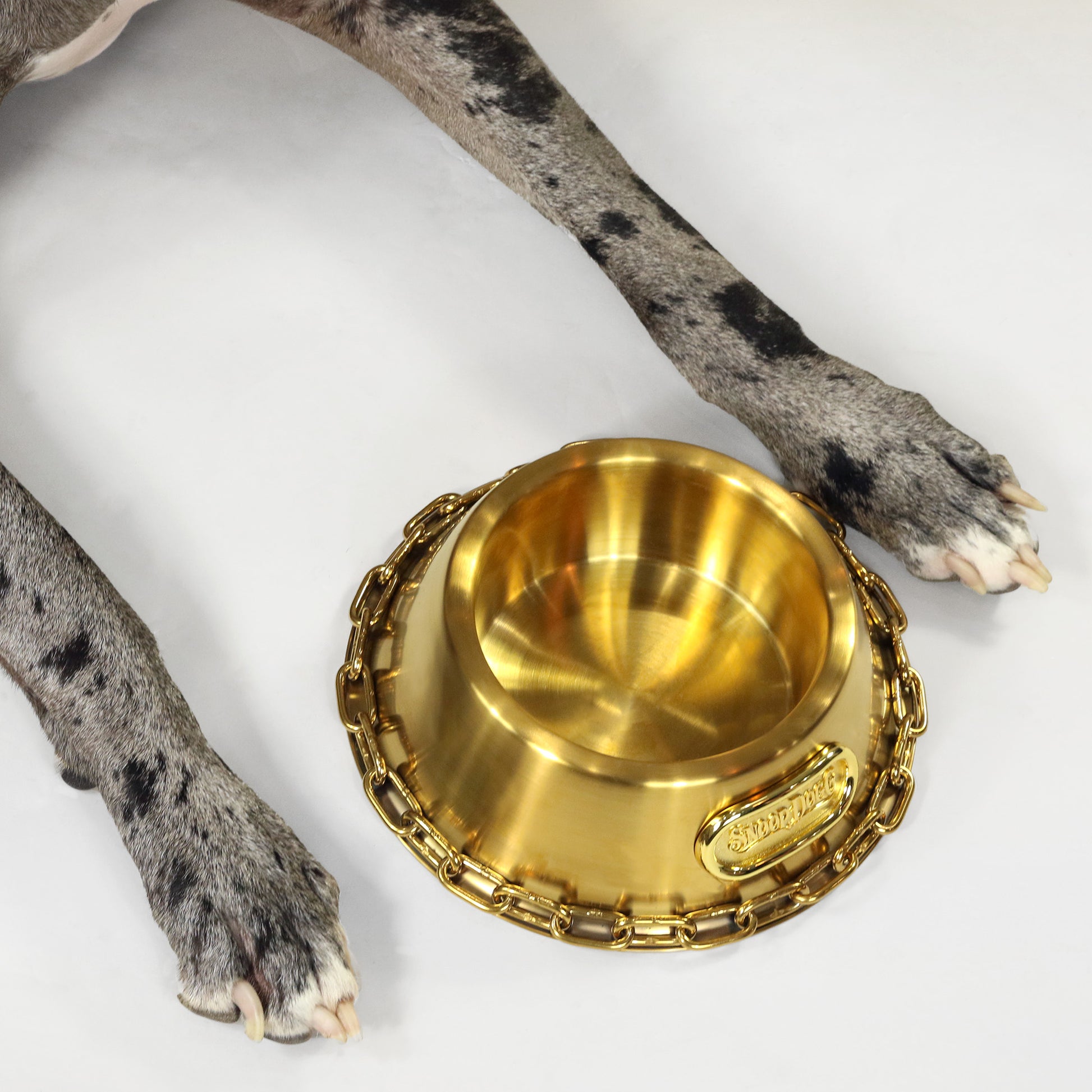 Overhead shot of the Large Deluxe Gold Pet Bowl in between the paws of Rookie the Great Dane.