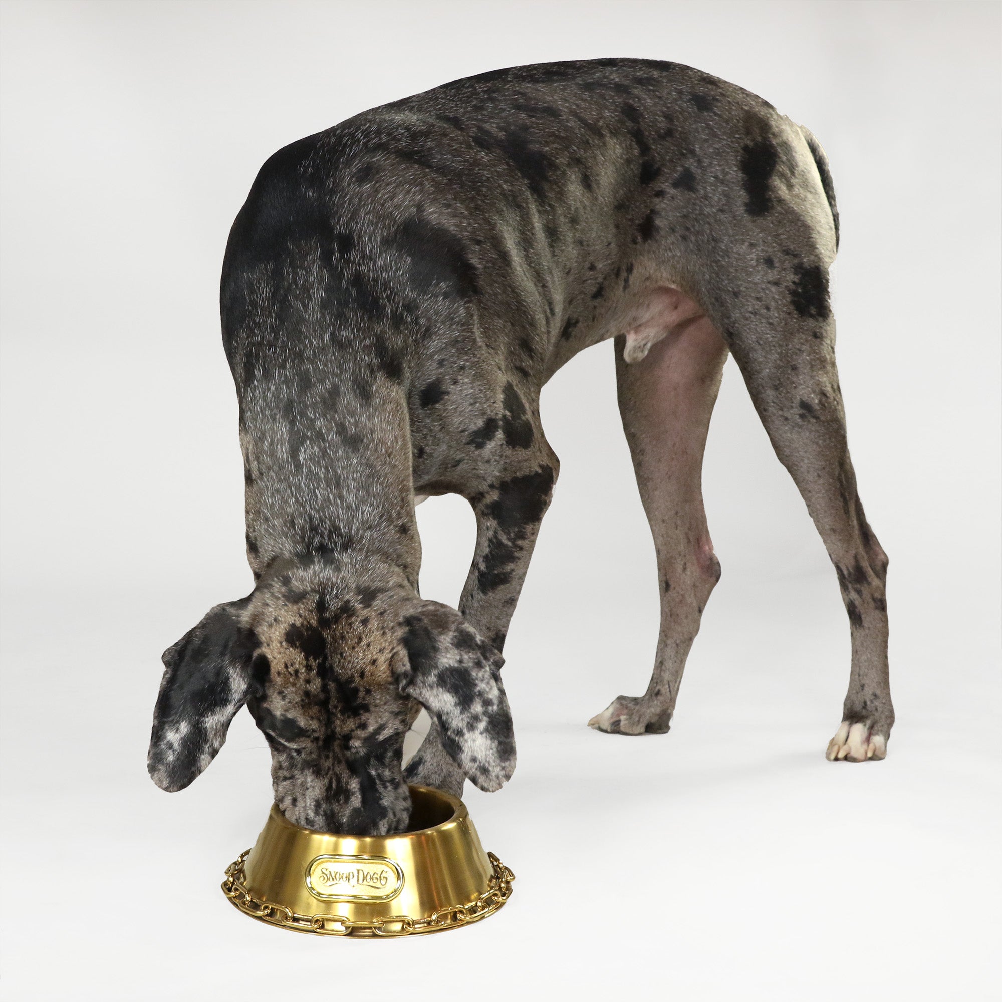 Deluxe Gold Pet Bowl Off the Chain Snoop Doggie Doggs