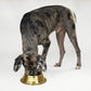 Rookie the Great Dane eating out of the Large Deluxe Gold Pet Bowl.