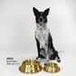 Rosco the Border Heeler sitting behind the Large and Small Deluxe Gold Pet Bowl.