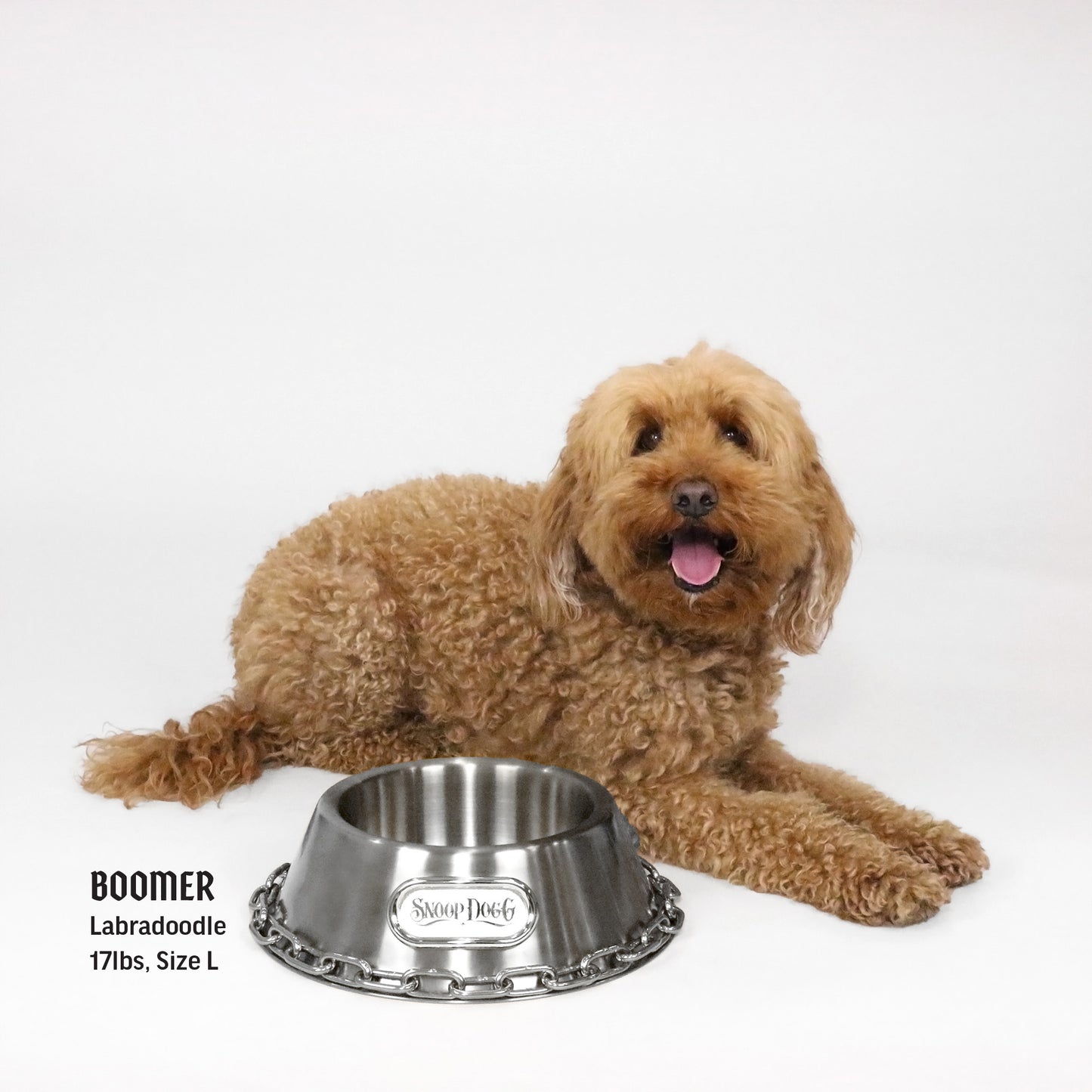 Boomer the Labradoodle laying next to the Large Deluxe Silver Pet Bowl.