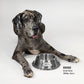 Rookie the Great Dane laying next to the Large Deluxe Silver Pet Bowl.