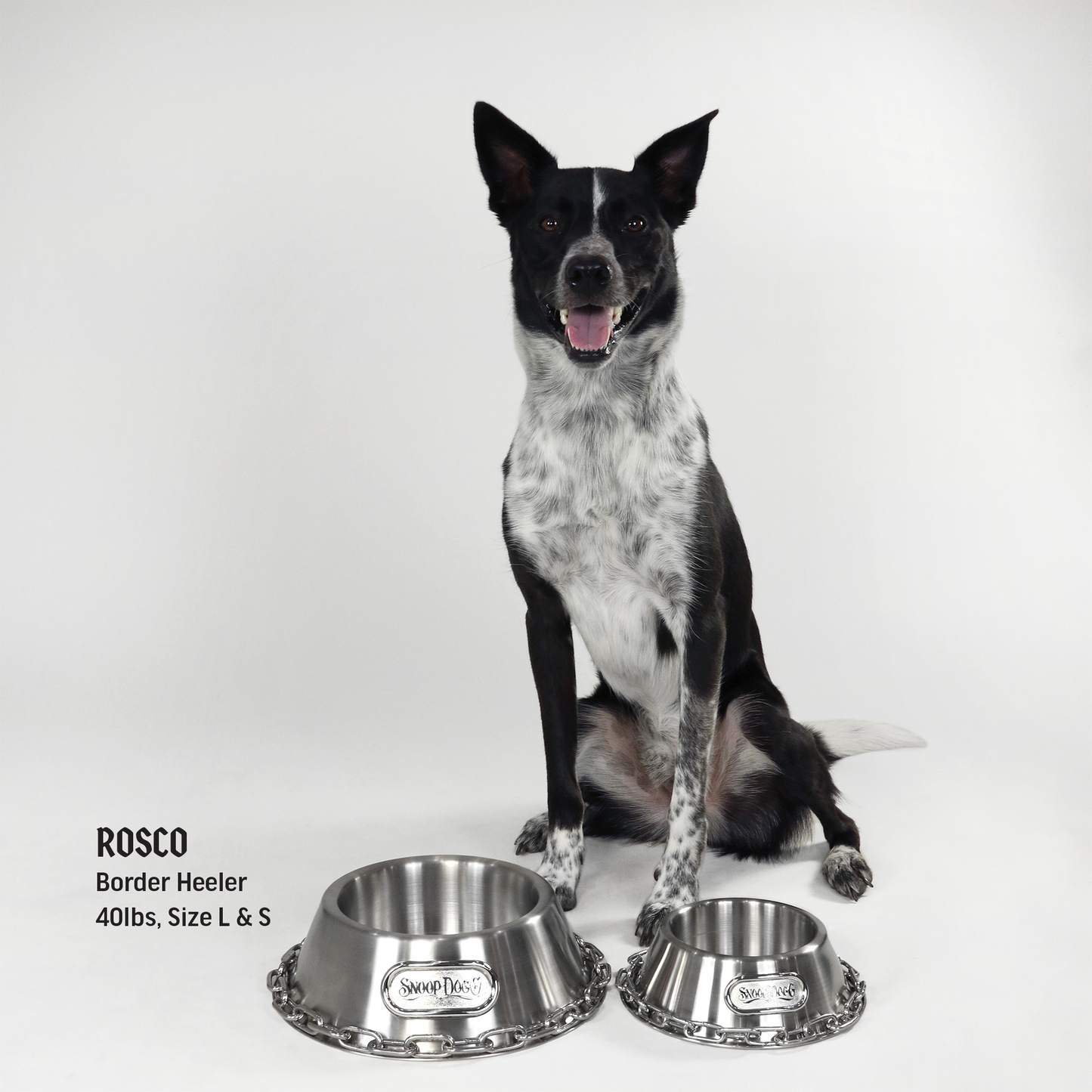 Rosco the Border Heeler sitting behind the Large and Small Deluxe Silver Pet Bowl.