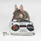 Bealls the French Bulldog tugging on the Deluxe Boom Box Pet Toy.