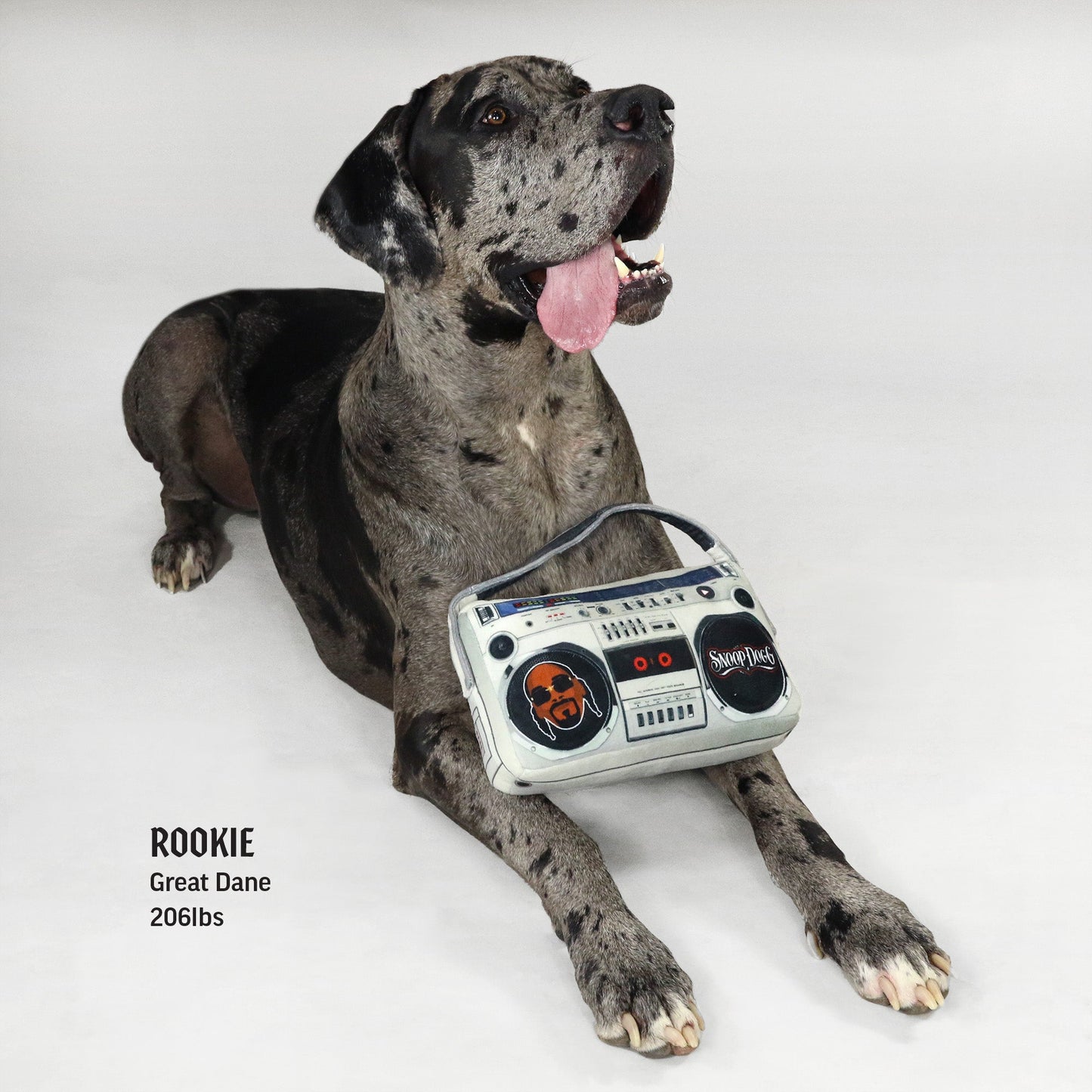 Rookie the Great Dane sitting with the Deluxe Boom Box Pet Toy.