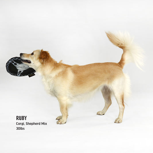 Ruby the Corgi/Shepherd Mix playing with the Deluxe Chain Steering Wheel Pet Toy.