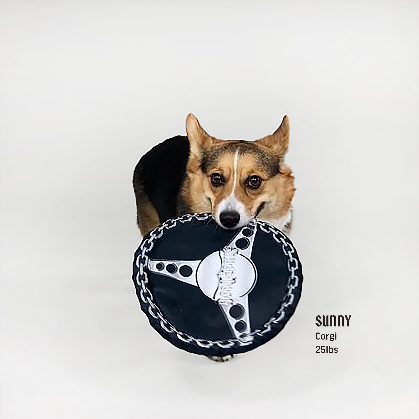 Sunny the Corgi playing with the Deluxe Chain Steering Wheel Pet Toy.