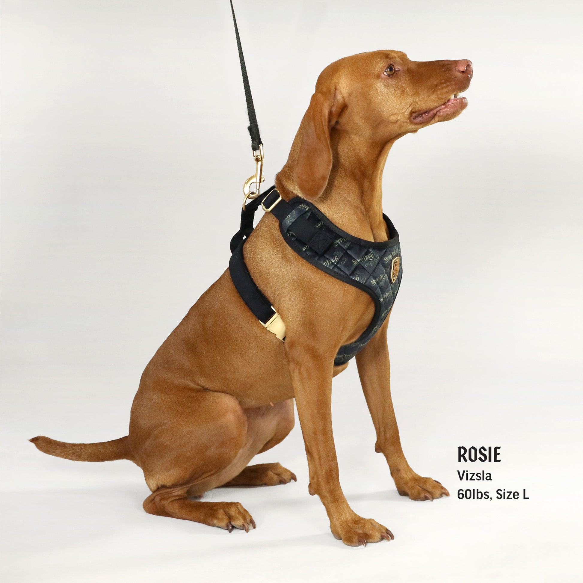 Rosie the Vizsla wearing the Deluxe Quilted Pet Harness in size Large.