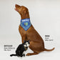 Rosie the Vizsla and Bottlecat the Black and White Cat wearing the Deluxe Pet Bandana Set of 2 – Halftime / Off The Chain.
