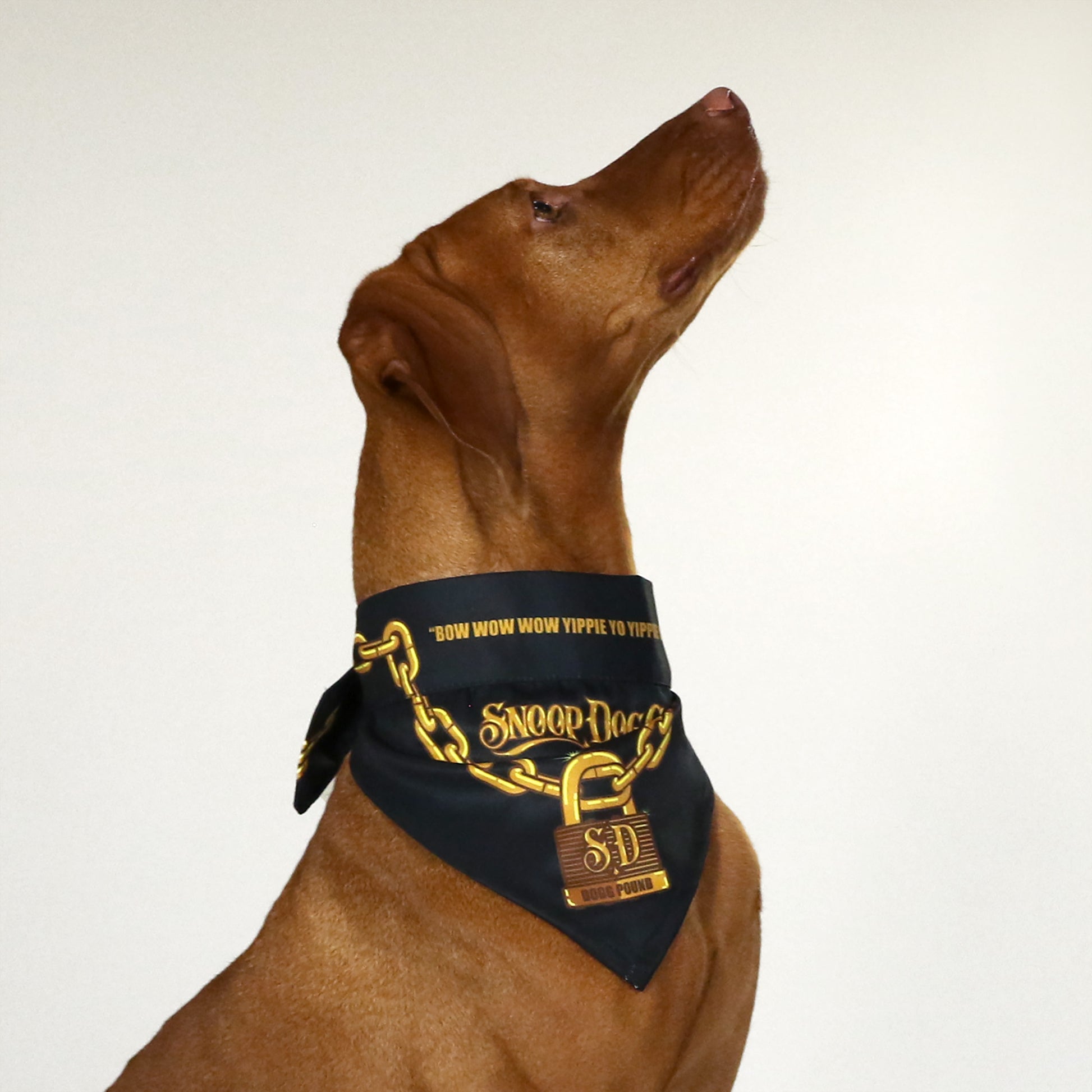 Rosie the Vizsla wearing the Off the Chain Deluxe Pet Bandana in size Medium.