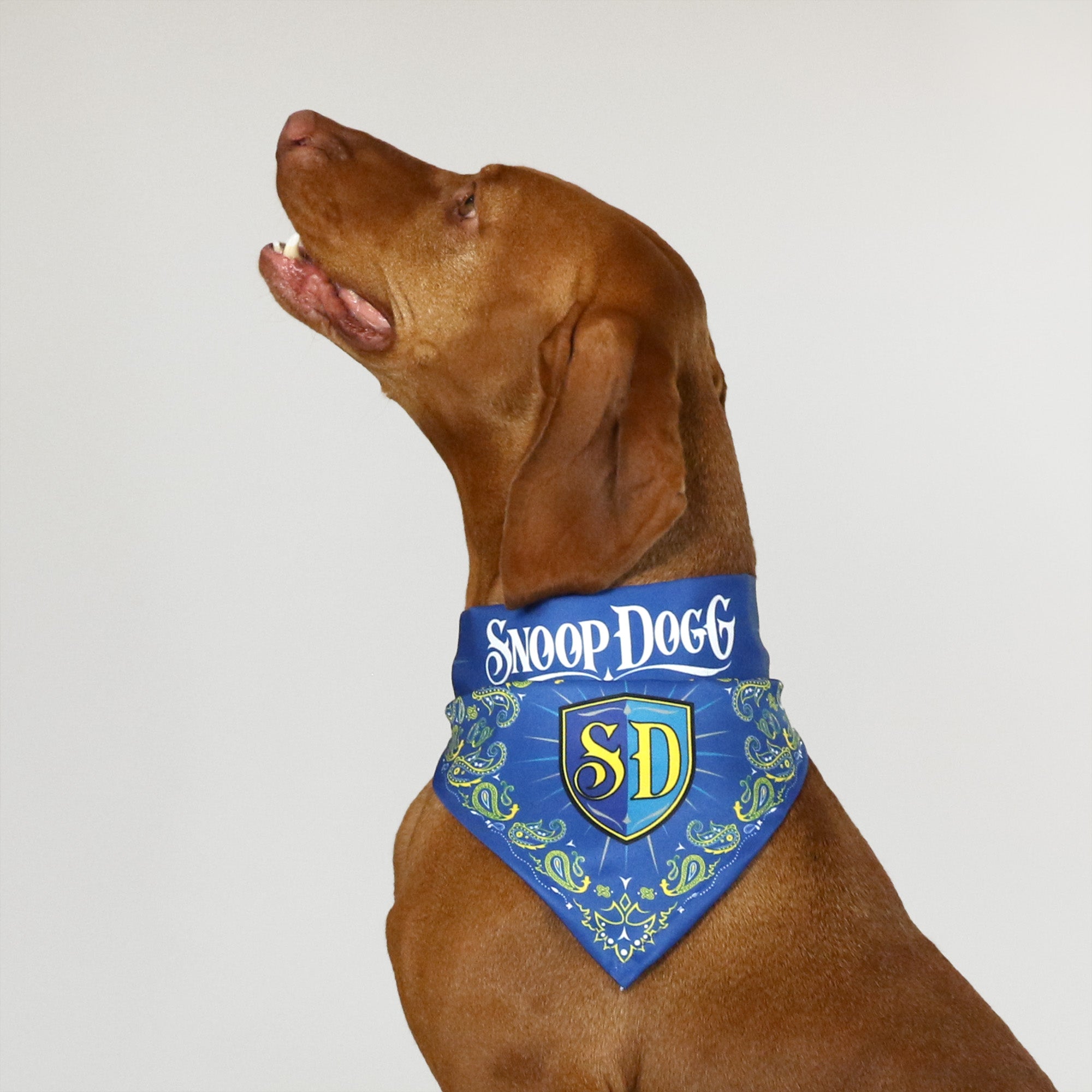 Pet store bandana collar