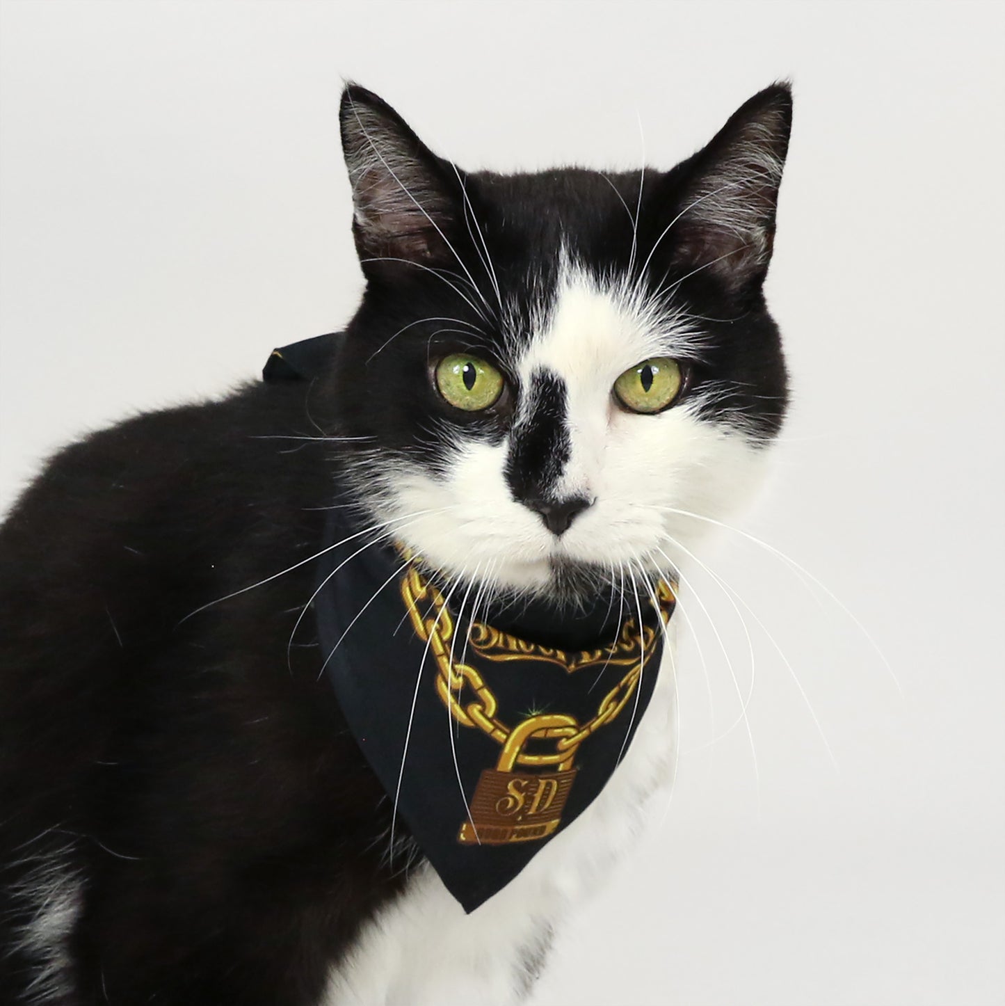 Bottlecat the Black and White Cat wearing the Off the Chain Deluxe Pet Bandana in size Small.