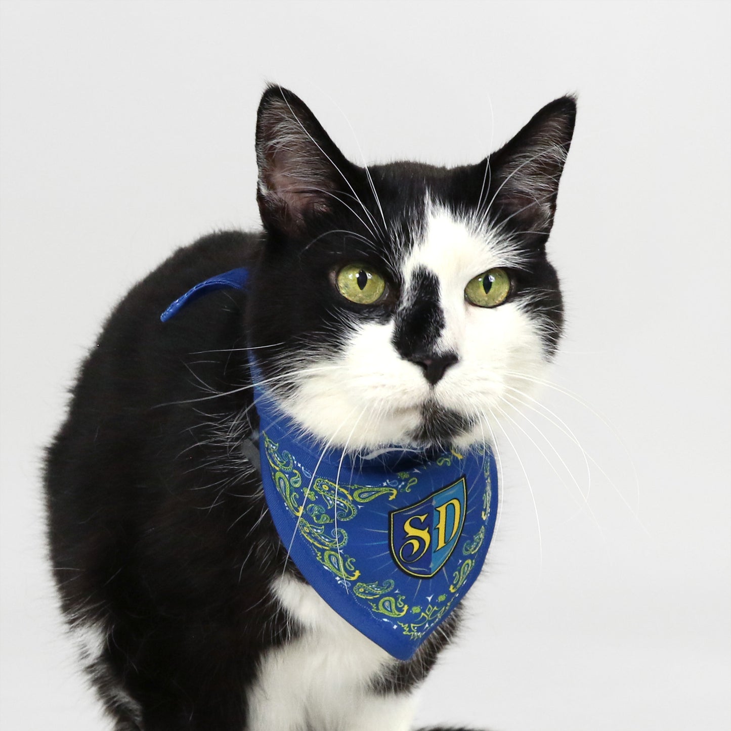 Bottlecat the Black and White Cat wearing the Halftime Deluxe Pet Bandana in size Small.