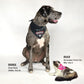 Rookie the Great Dane and River the Norwegian Forest Cat wearing the Deluxe Pet Bandana Set of 2 – Boss Lady / Mic Drop