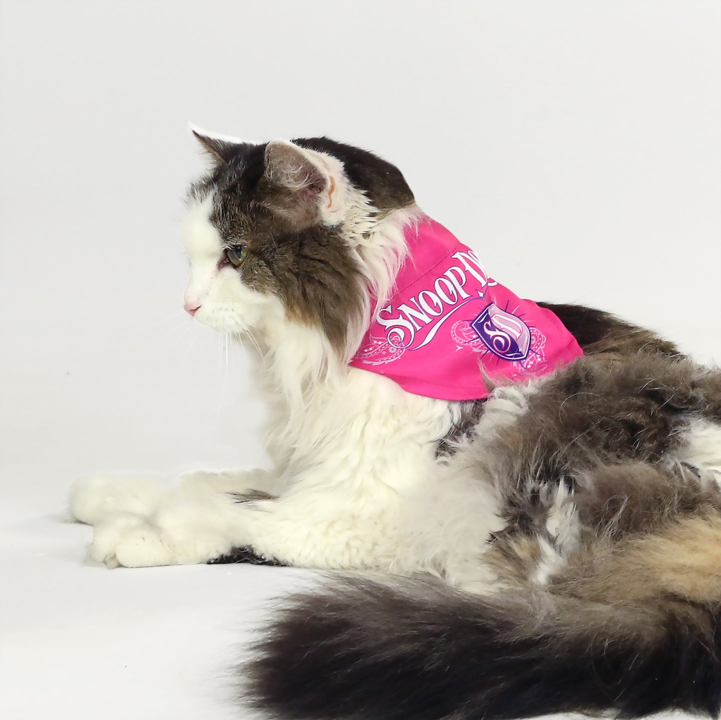 River the Norwegian Forest Cat wearing the Boss Lady Pet Bandana in size Small.