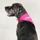 Rookie the Great Dane wearing the Boss Lady Deluxe Pet Bandana in size Extra Large.
