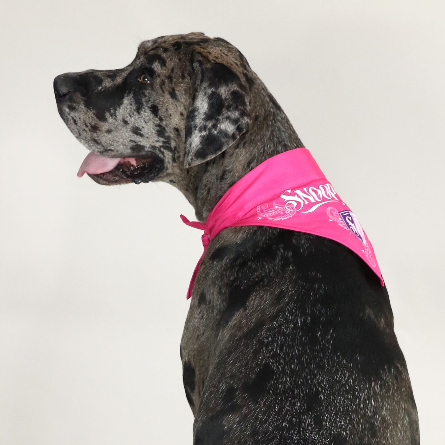 Rookie the Great Dane wearing the Boss Lady Deluxe Pet Bandana in size Extra Large.